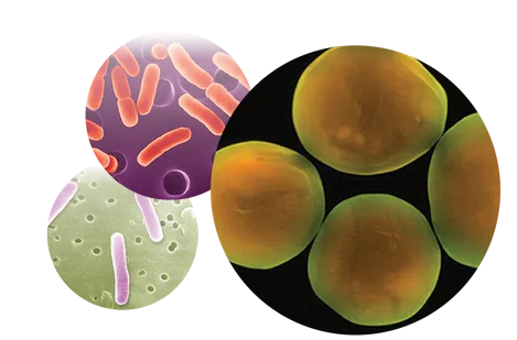 microscopic view showing a group of bacteria surrounding a single cell